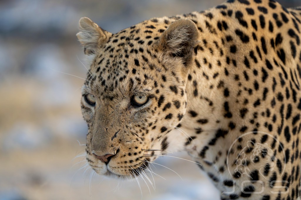 Africa-Cheetah close up photographed by Jos Wildlife Wonders