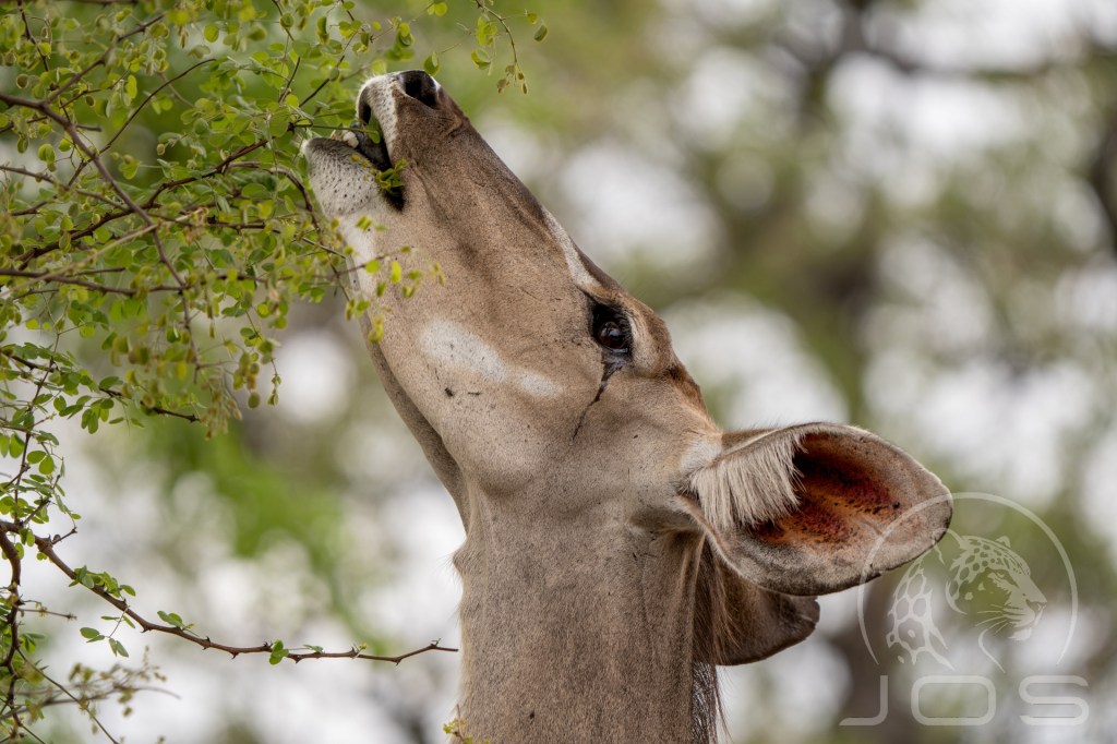 Africa Female greater kudu close up photographed by Jos Wildlife Wonders