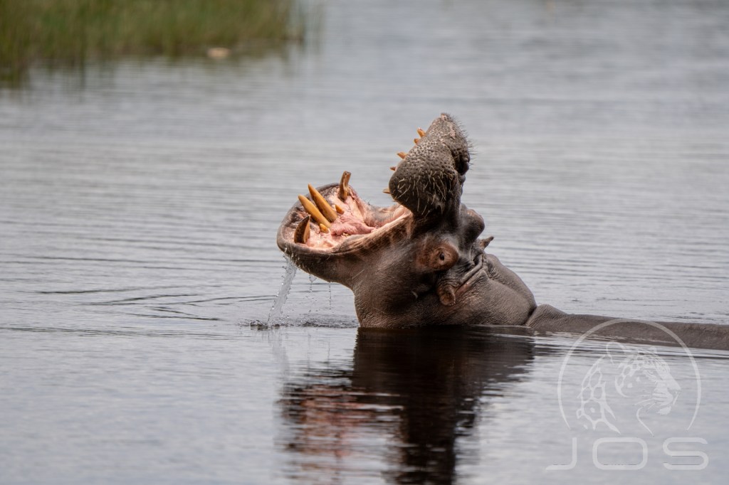 Africa-Hippopotamus with its mouth open photographed by Jos Wildlife Wonders