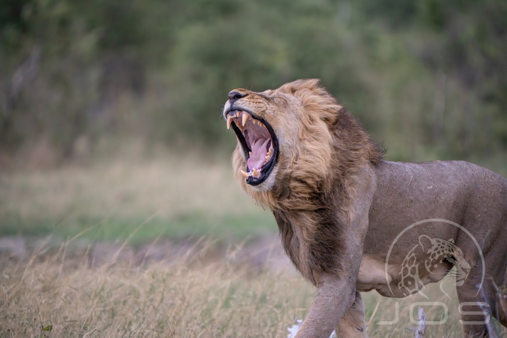 Africa-Male lion with his mouth wide open photographed by Jos Wildlife Wonders