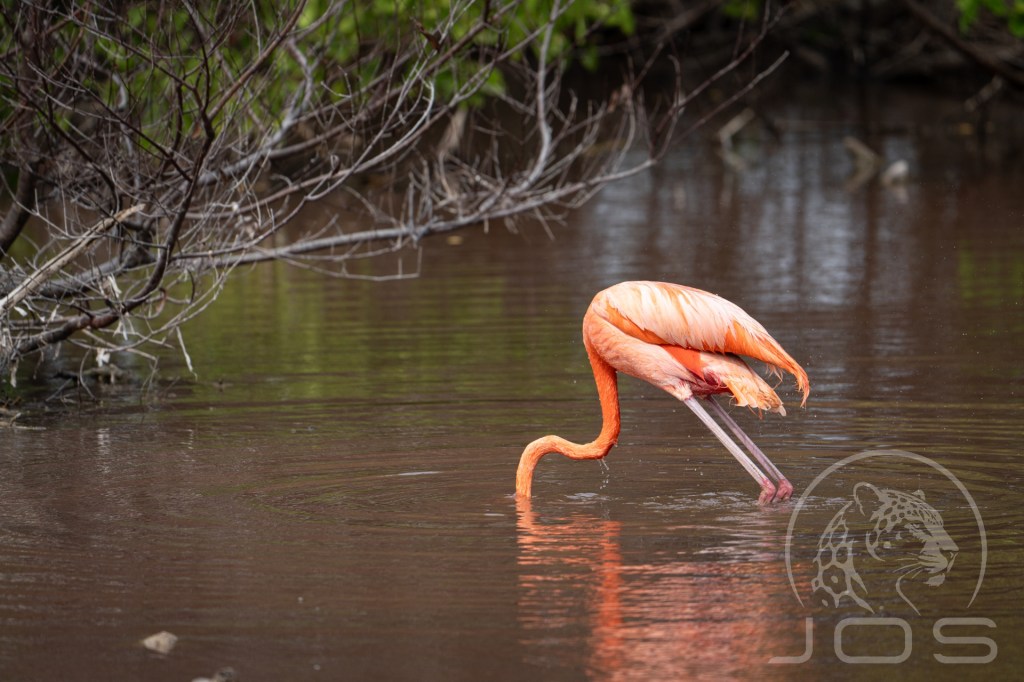 Flamingo pose photographed by Jos Wildlife Wonders