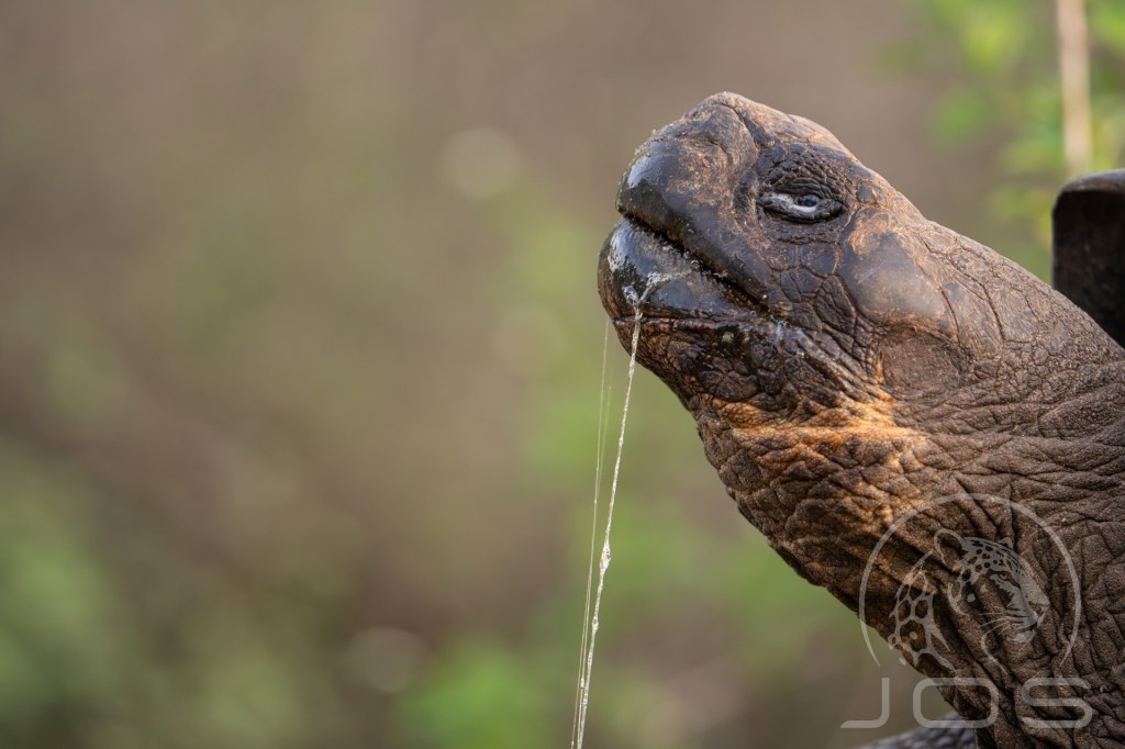 Giant tortoise with slime thread photographed by Jos Wildlife Wonders