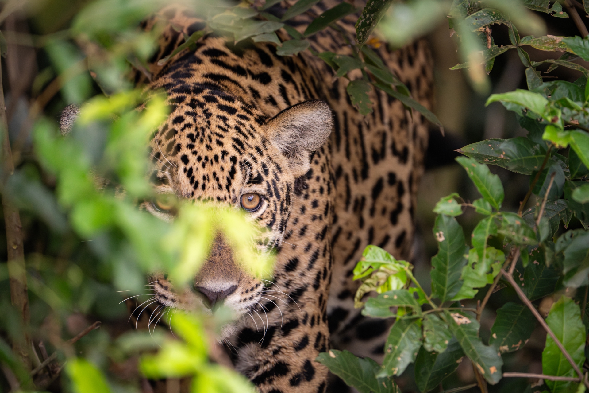 A jaguar peers through dense jungle foliage with its gaze locked on the lens.