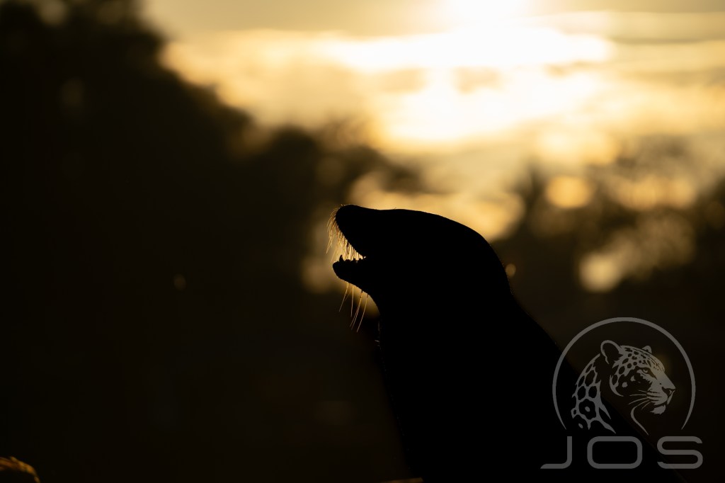 Sea lion at sunrise photographed by Jos Wildlife Wonders