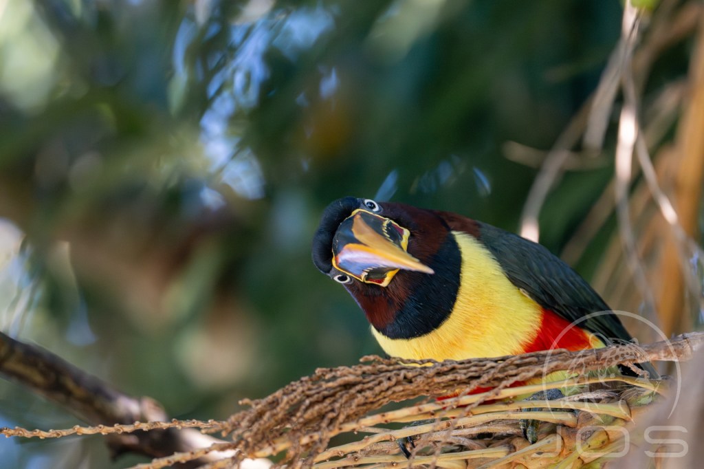 Strange bird photographed by Jos Wildlife Wonders